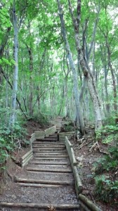 夏山登山道2合目付近の木道が美しかった